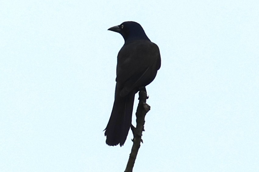 Common Grackle - ML638382877