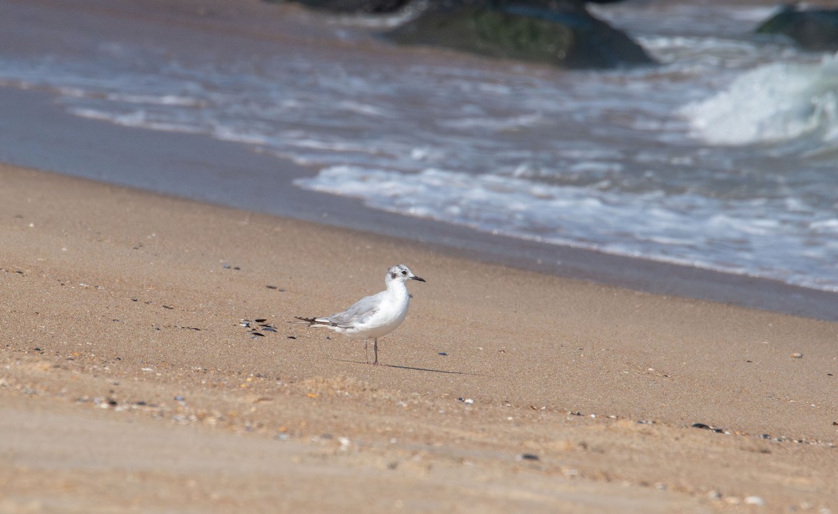 Bonaparte's Gull - ML638382883