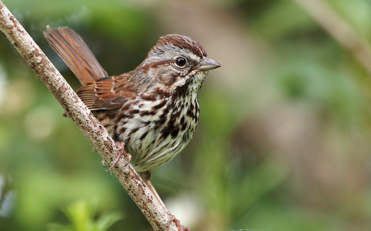 Song Sparrow - ML638382903