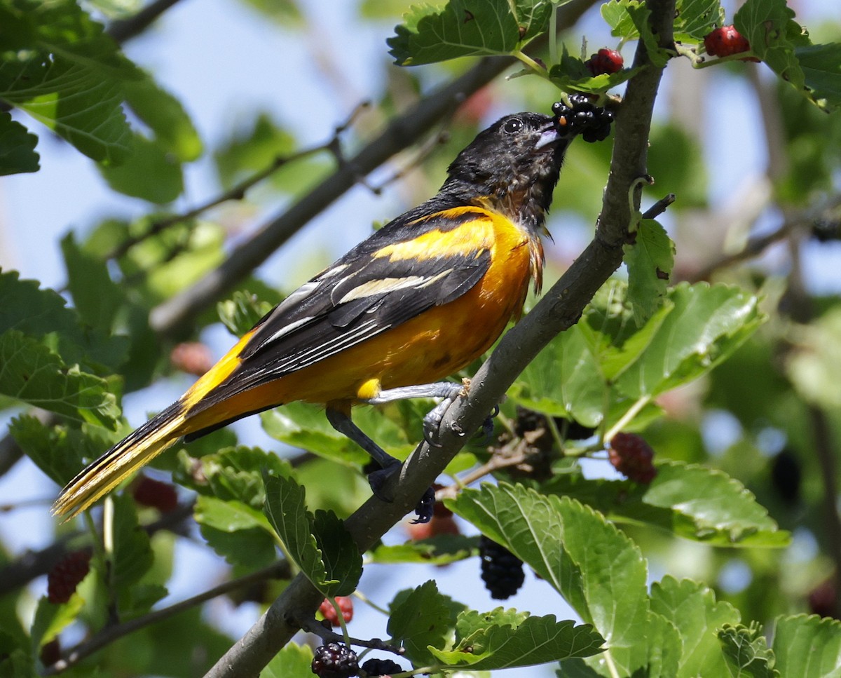 Baltimoretrupial - ML638382934
