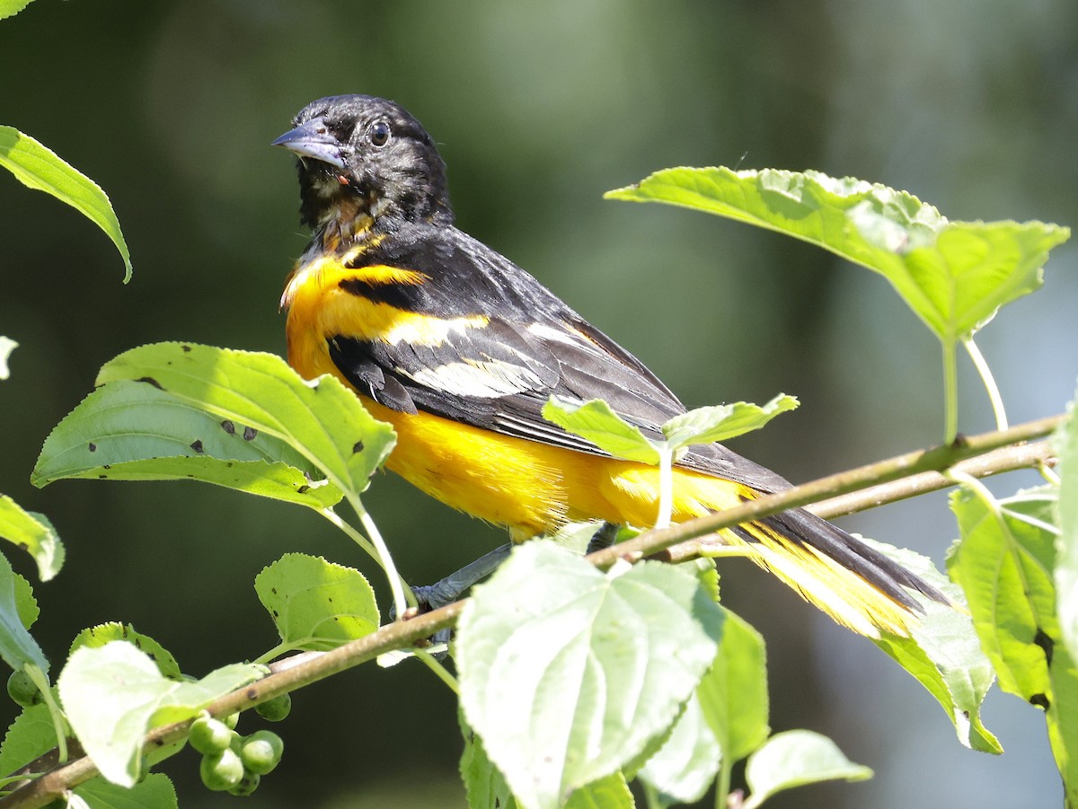 Baltimoretrupial - ML638382936