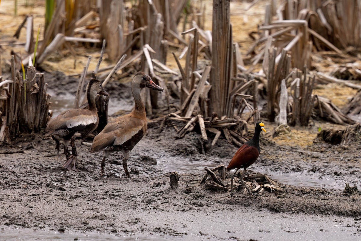 Black-bellied Whistling-Duck - ML638382948