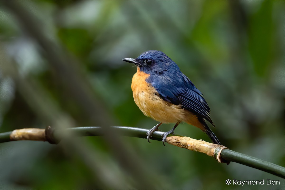 Dayak Blue Flycatcher - ML638382955
