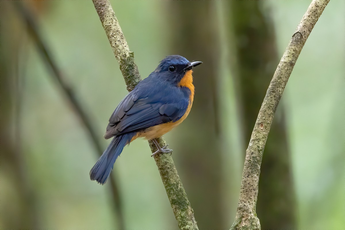 Dayak Blue Flycatcher - ML638382956