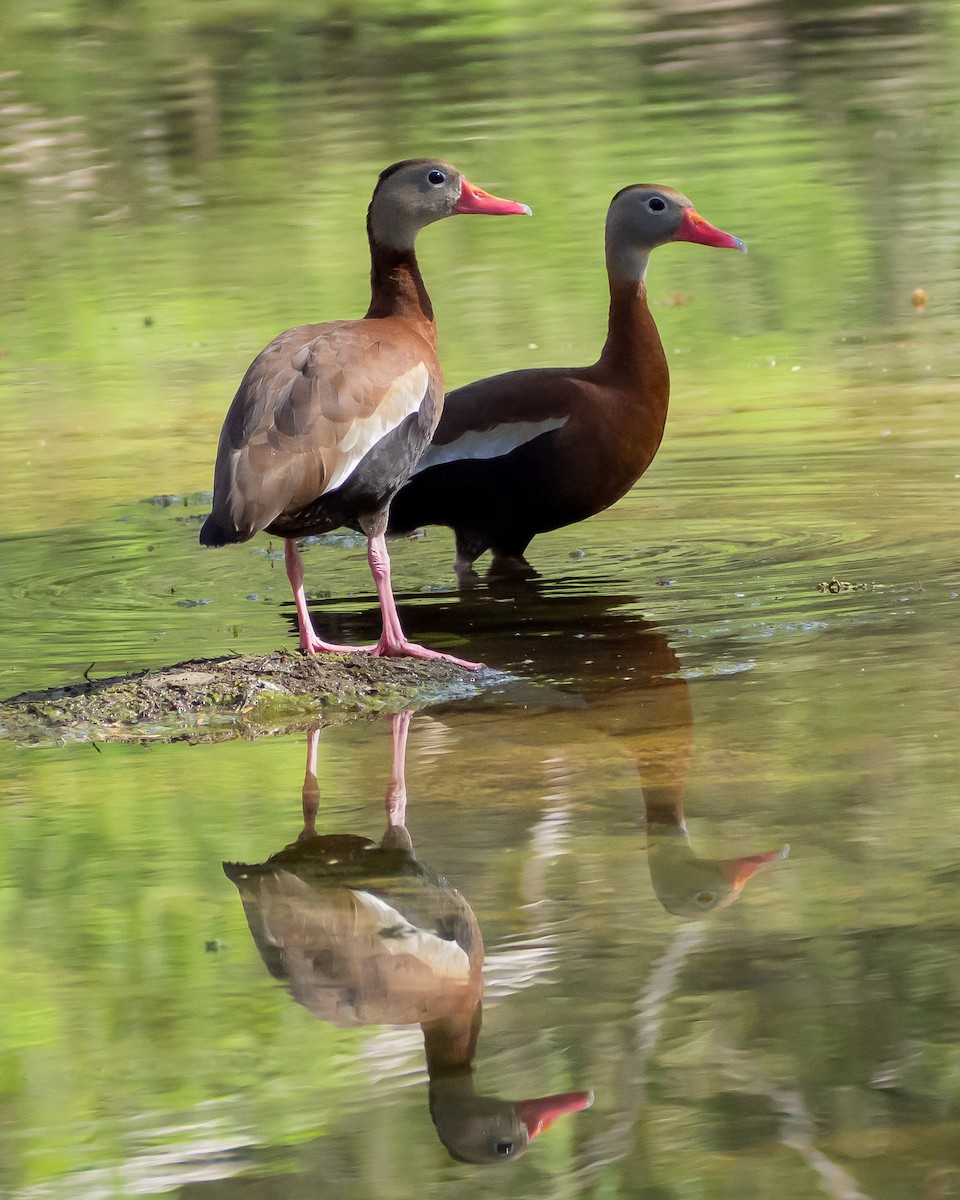 Black-bellied Whistling-Duck - ML638382959