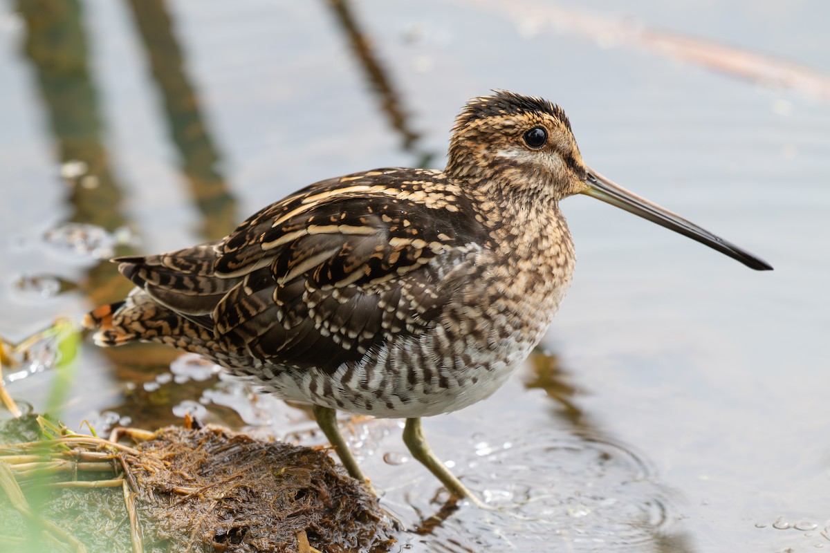 Wilson's Snipe - ML638382966