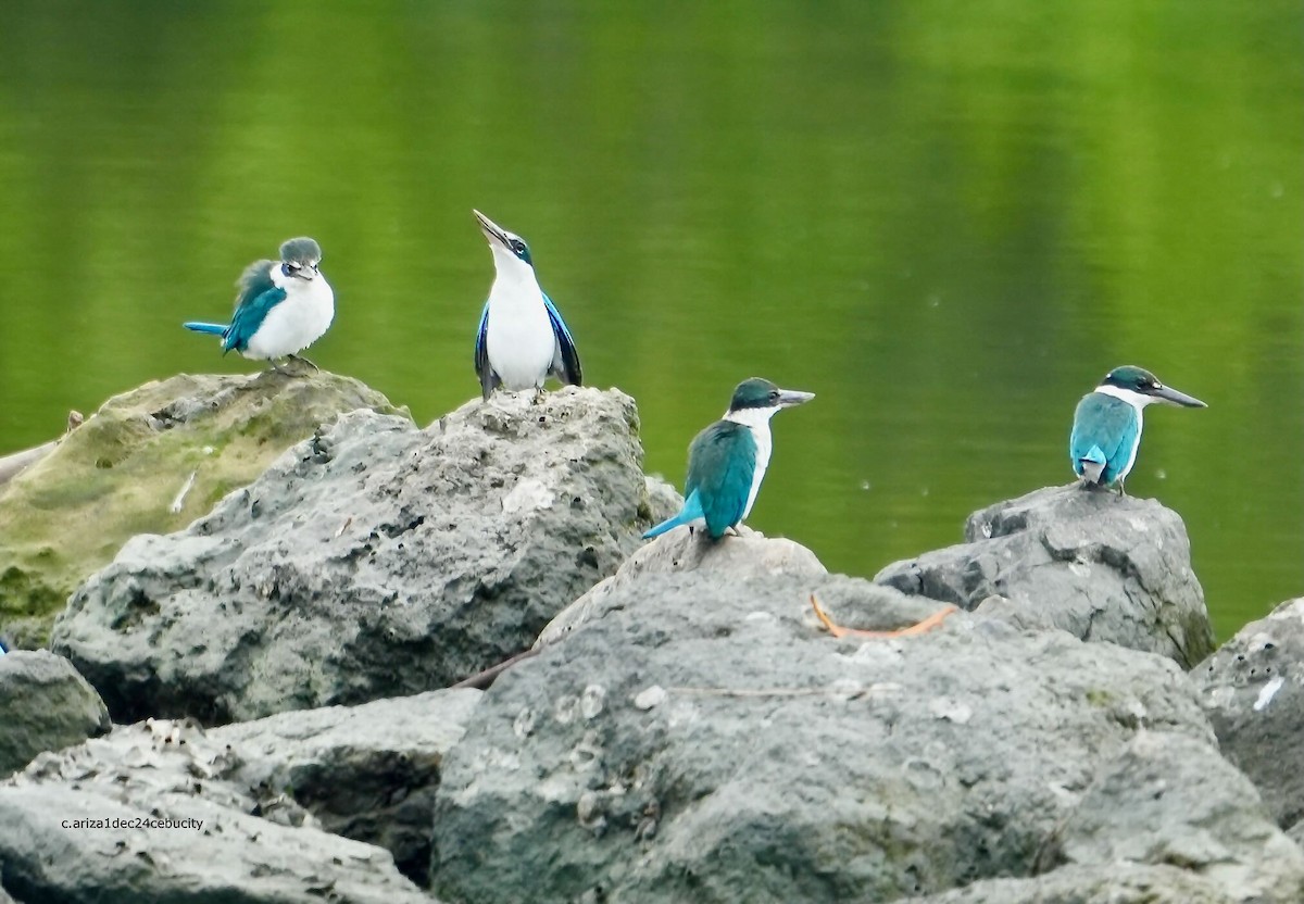 Collared Kingfisher - ML638382992