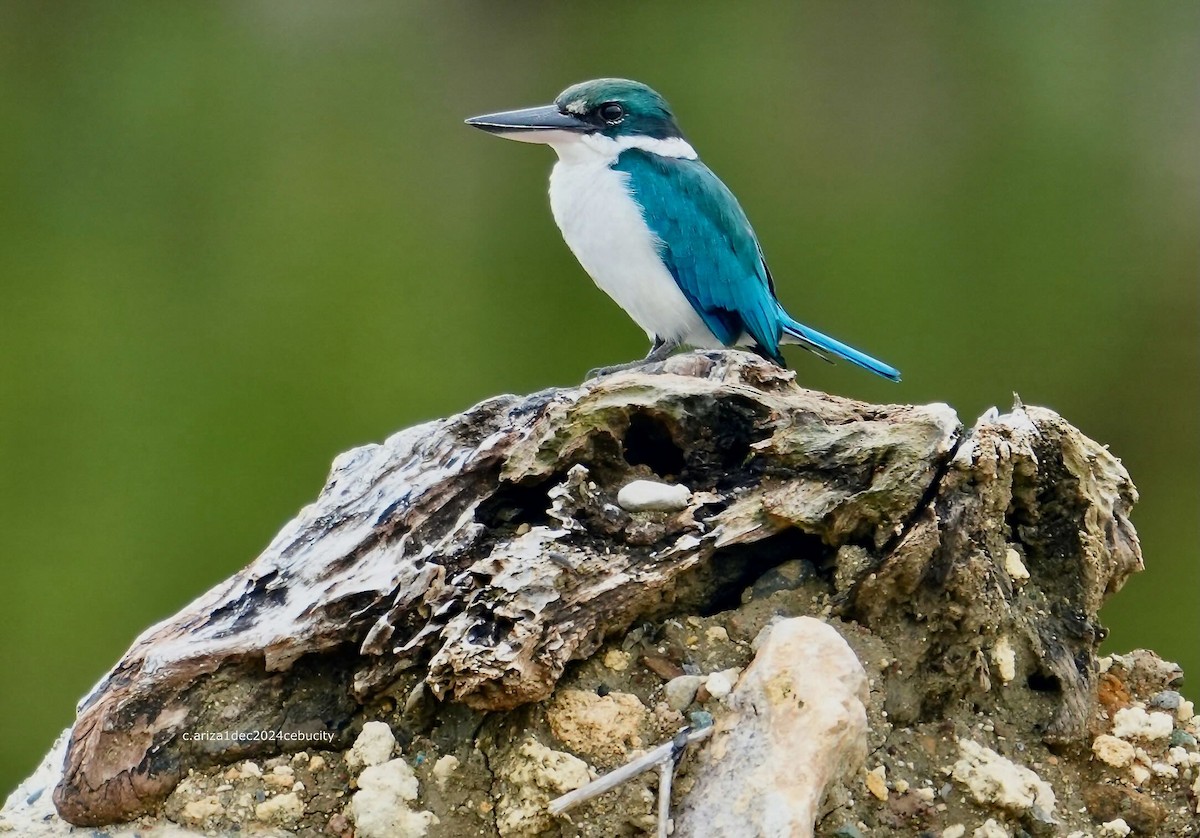 Collared Kingfisher - ML638382994
