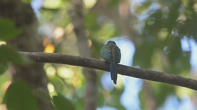 Bronzy Jacamar - ML638382996