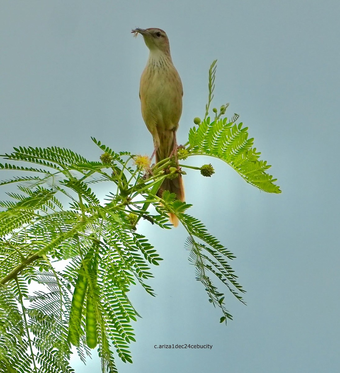 Striated Grassbird - ML638383001