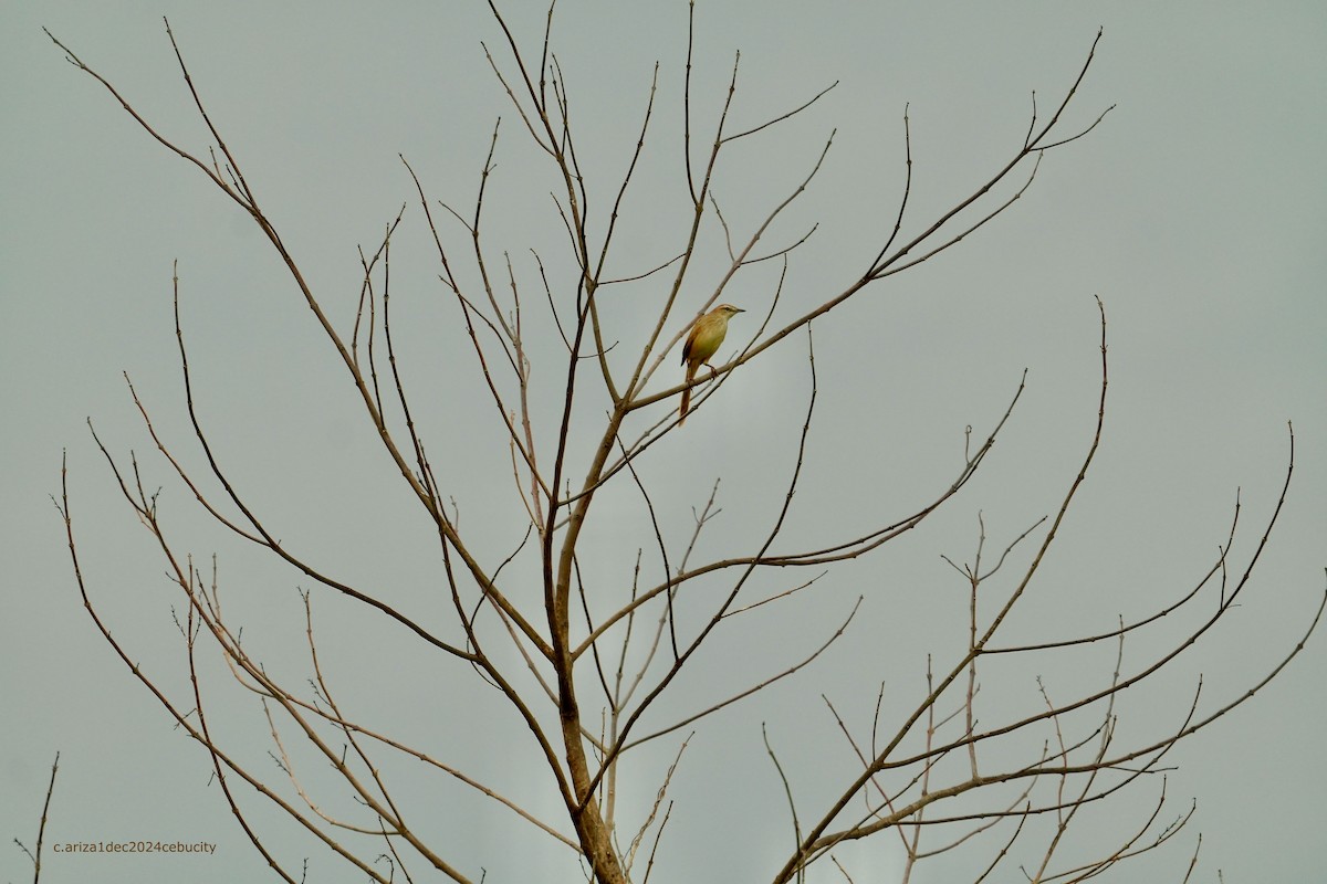 Striated Grassbird - ML638383015