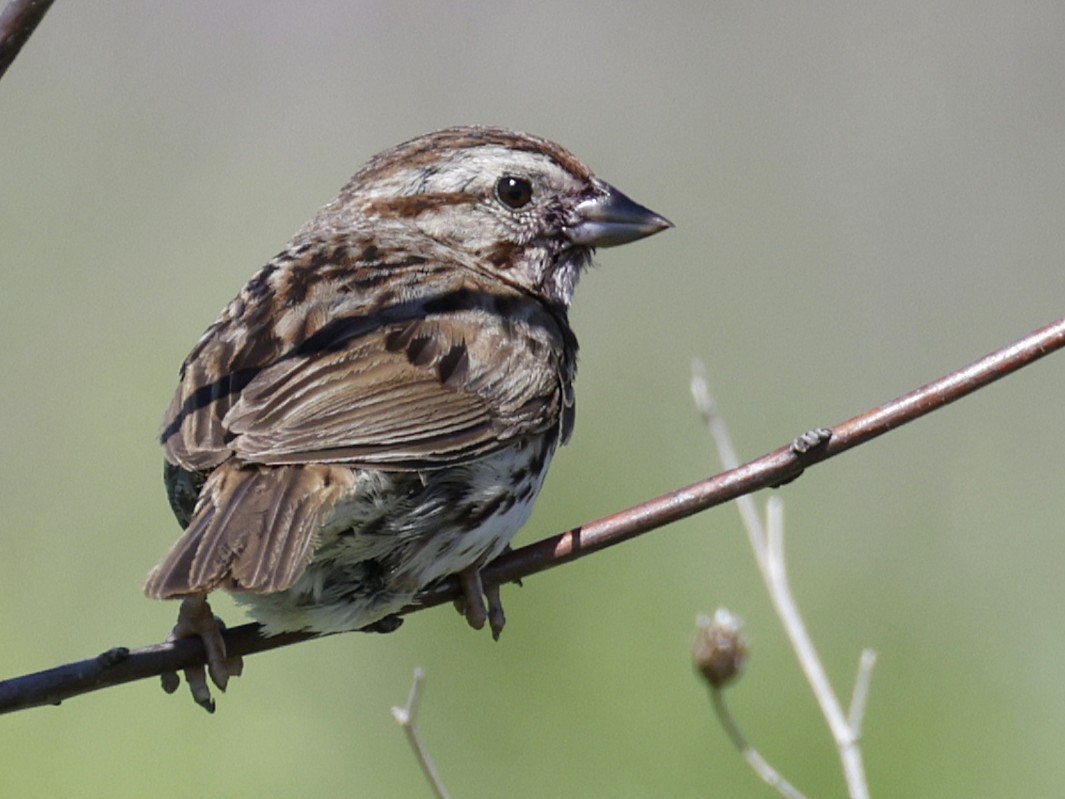Song Sparrow - ML638383018