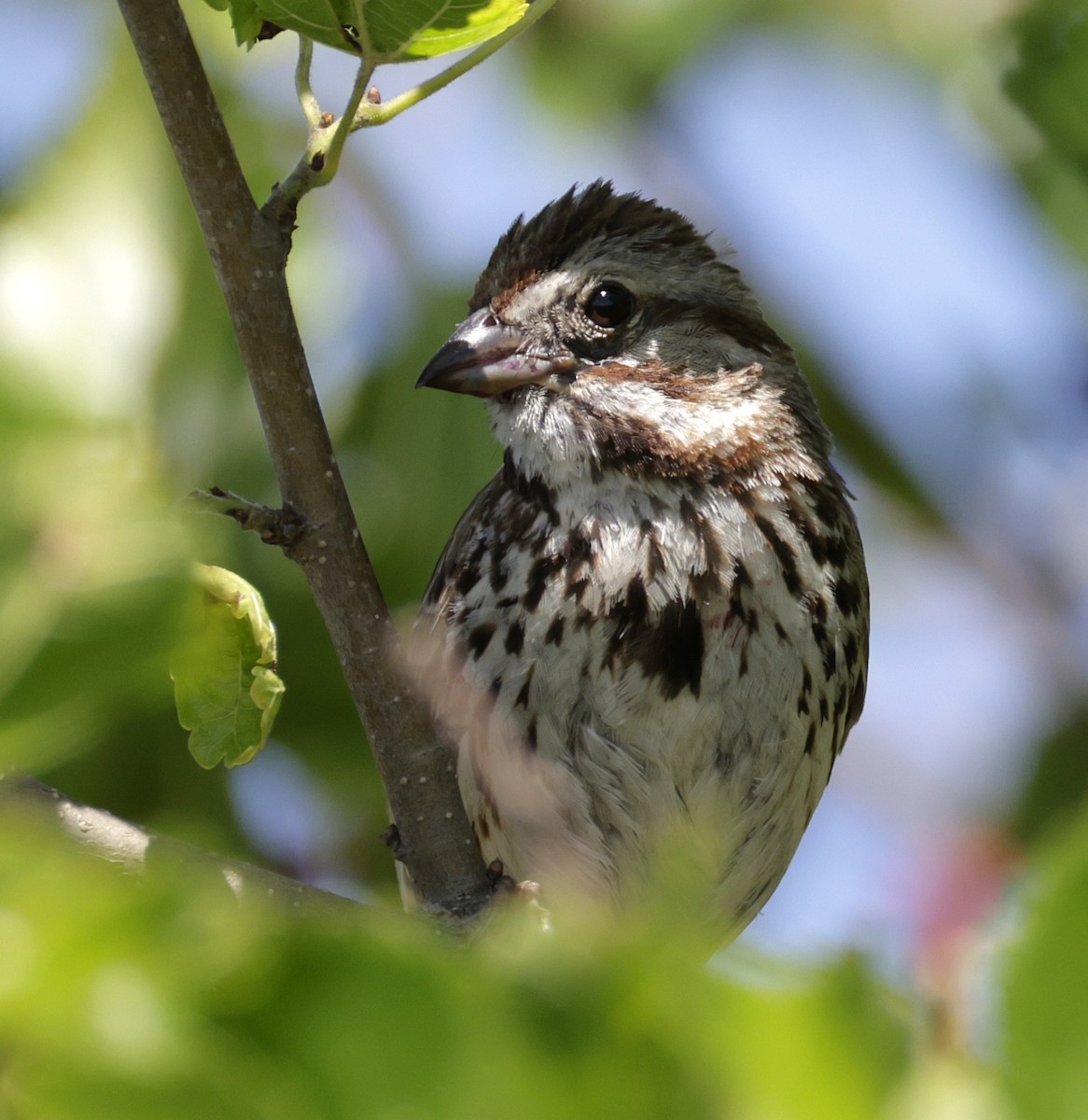 Song Sparrow - ML638383019