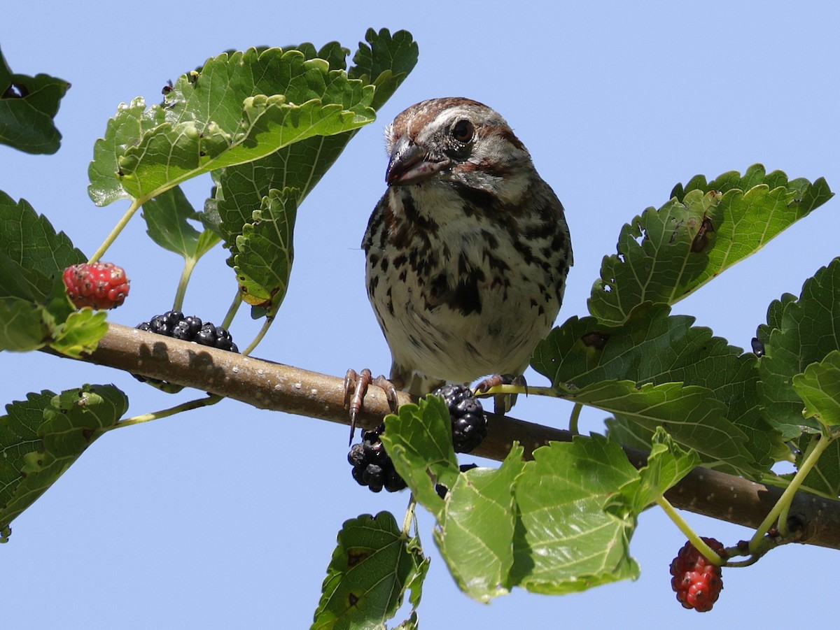 Song Sparrow - ML638383020