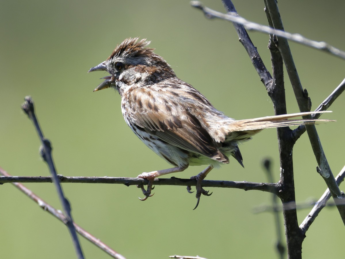 Song Sparrow - ML638383022