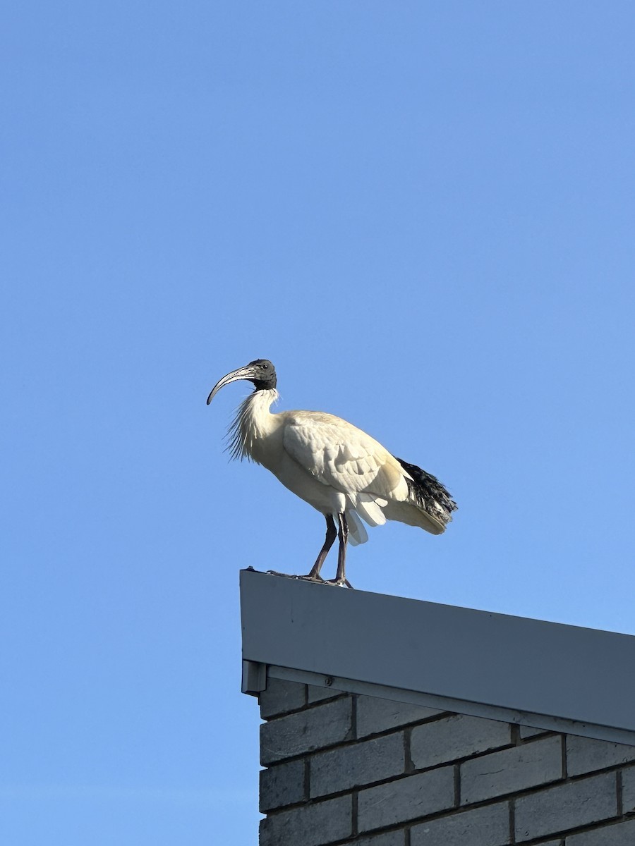 Australian Ibis - ML638383024