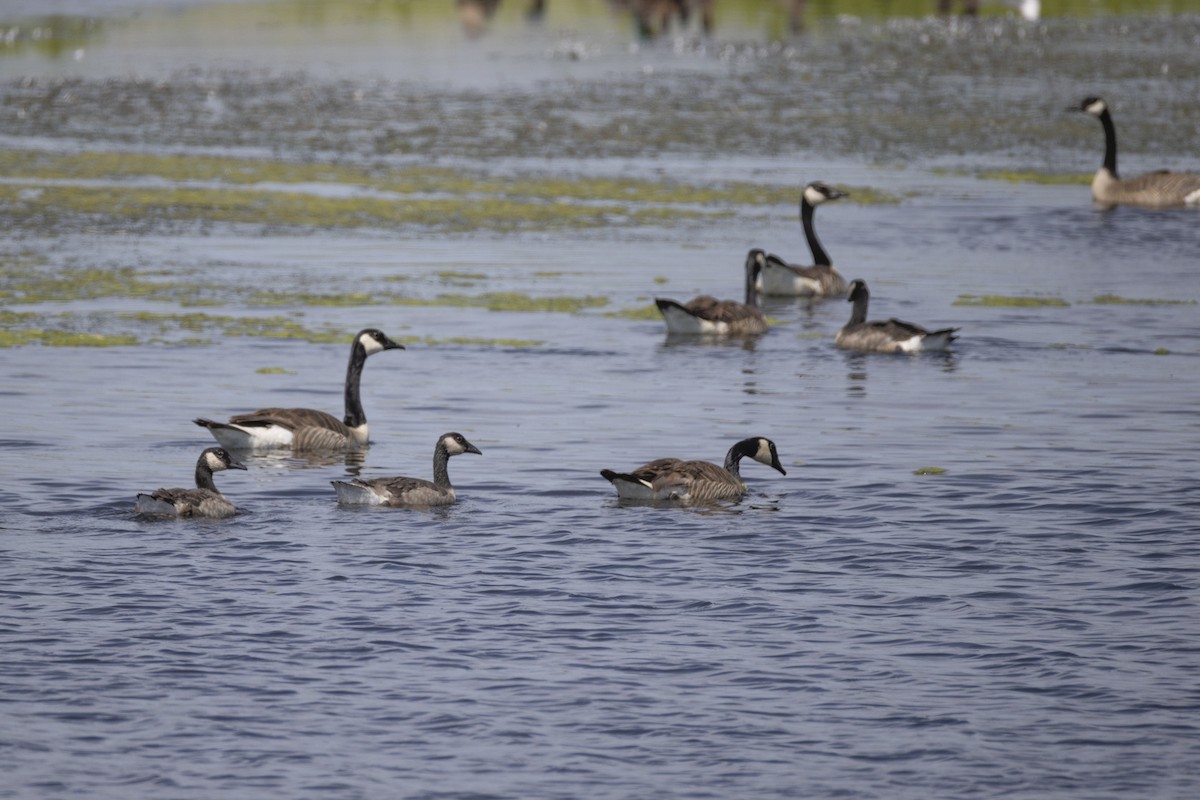 Canada Goose - ML638383056