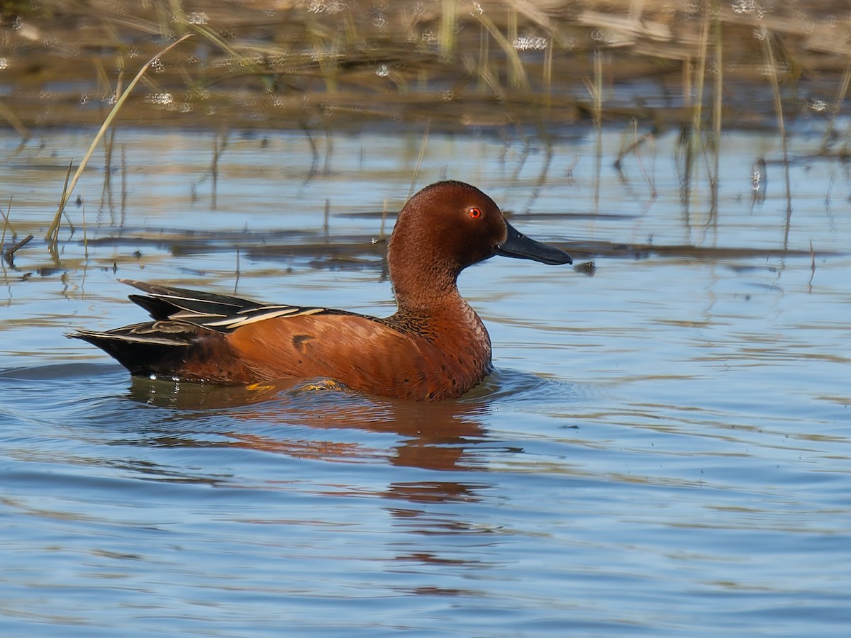 Cinnamon Teal - ML638383089