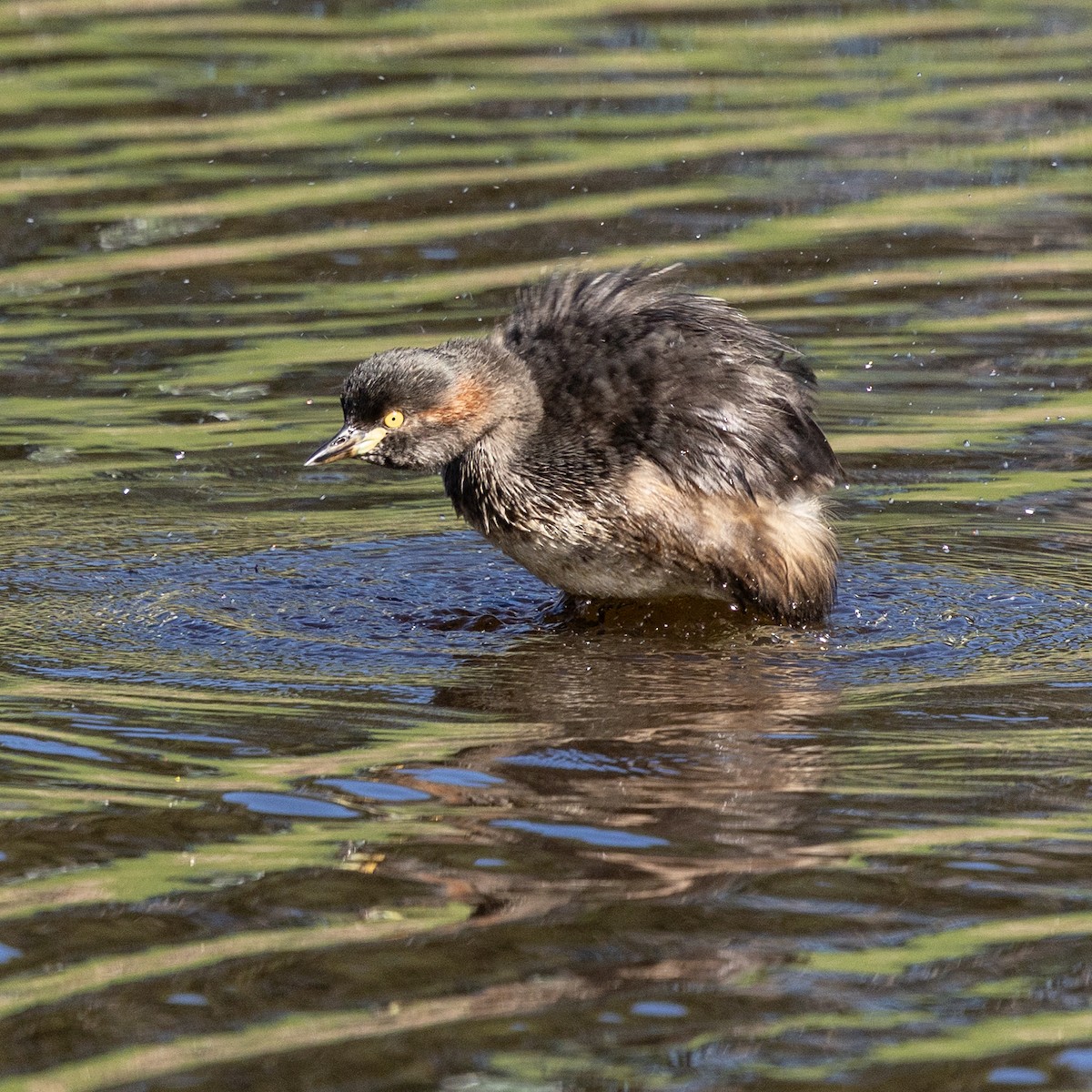 Australasian Grebe - ML638383095