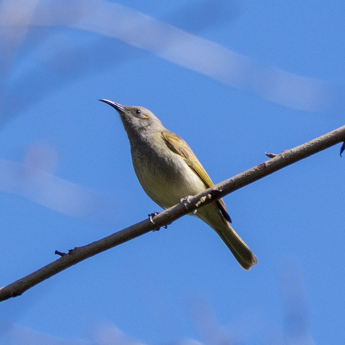 Brown Honeyeater - ML638383101