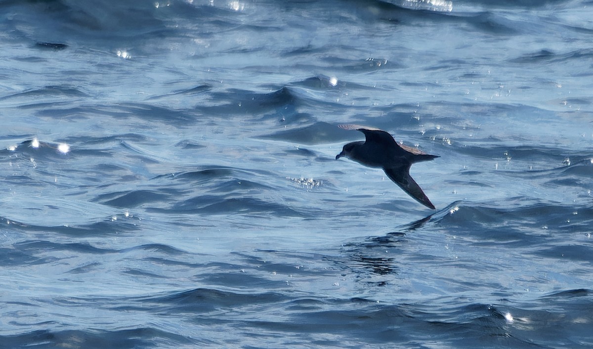 Murphy's Petrel - ML638383103