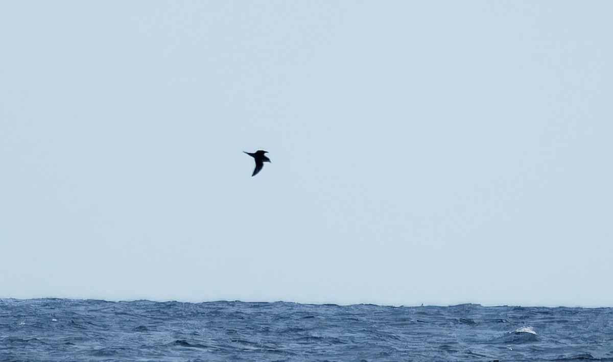 Murphy's Petrel - ML638383104