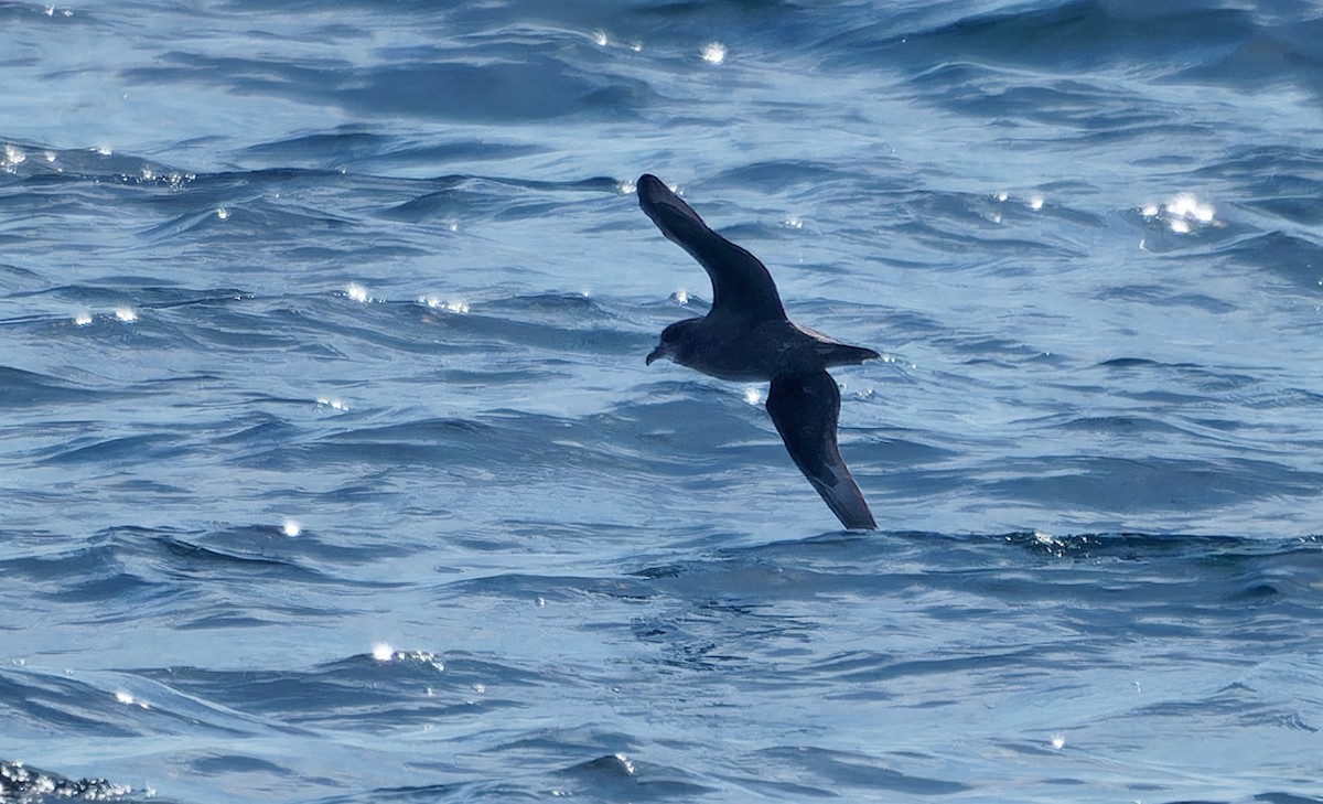 Murphy's Petrel - ML638383105
