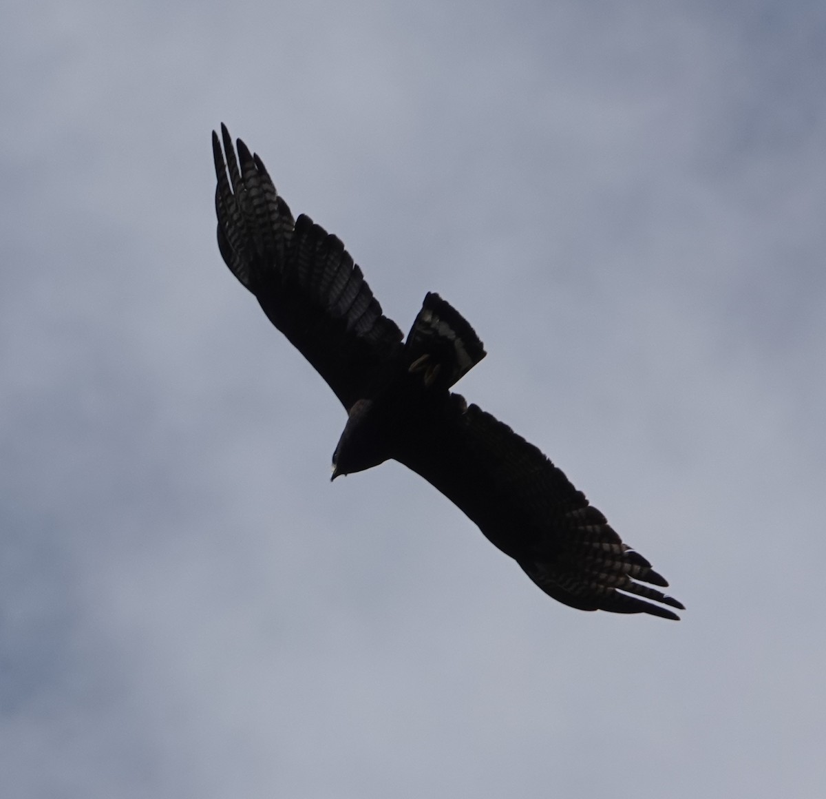 Rußbussard - ML638383107