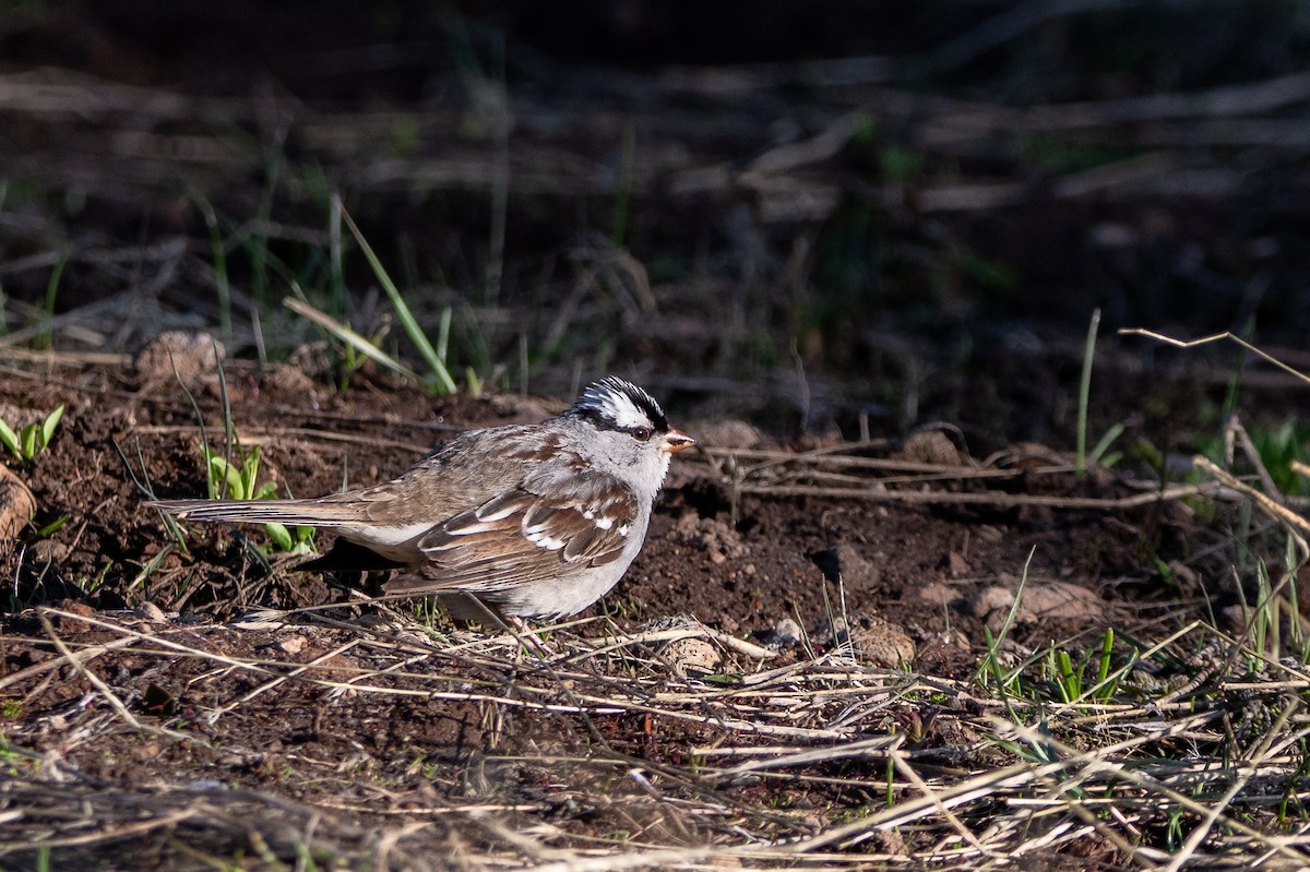 White-crowned Sparrow (oriantha) - ML638383108