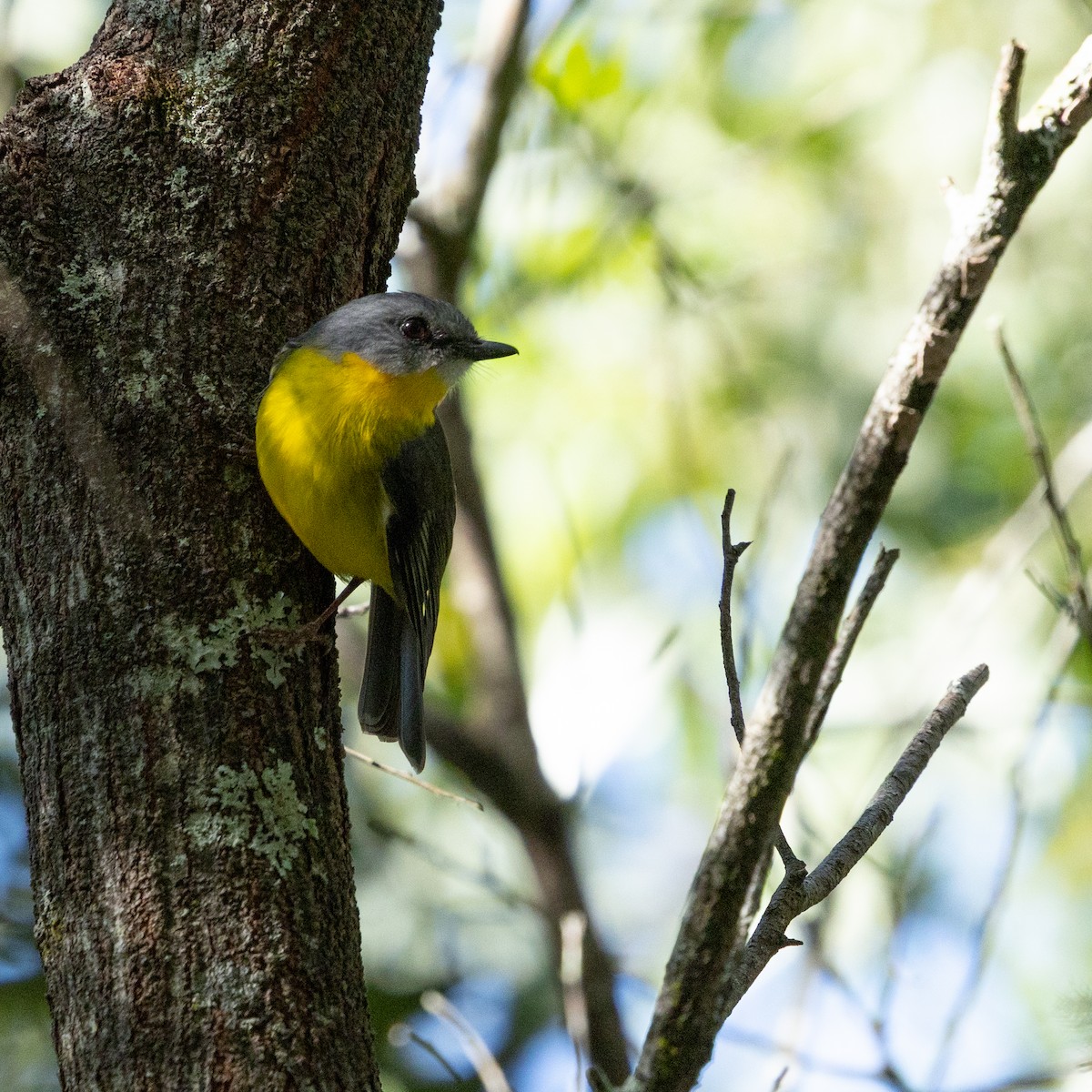 Eastern Yellow Robin - ML638383117
