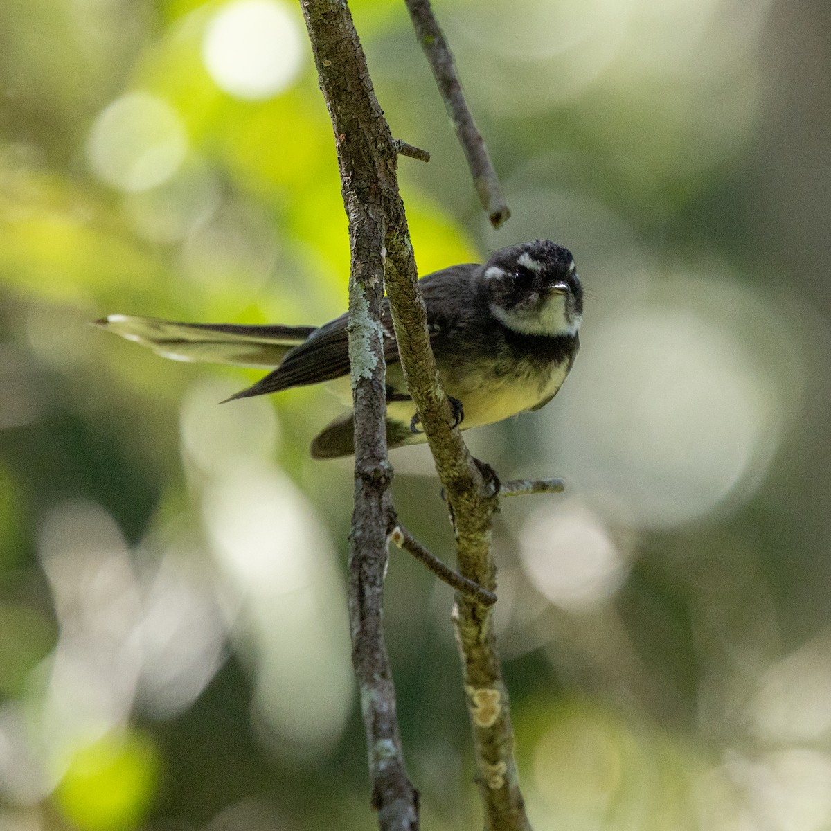 Gray Fantail - ML638383124