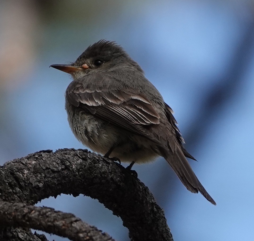 Blasskehl-Schnäppertyrann - ML638383128