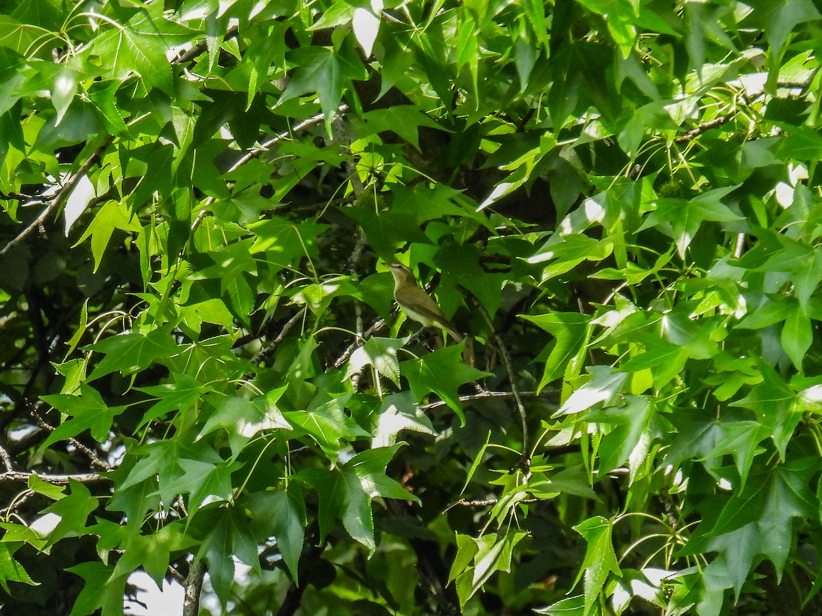 Red-eyed Vireo - ML638383150