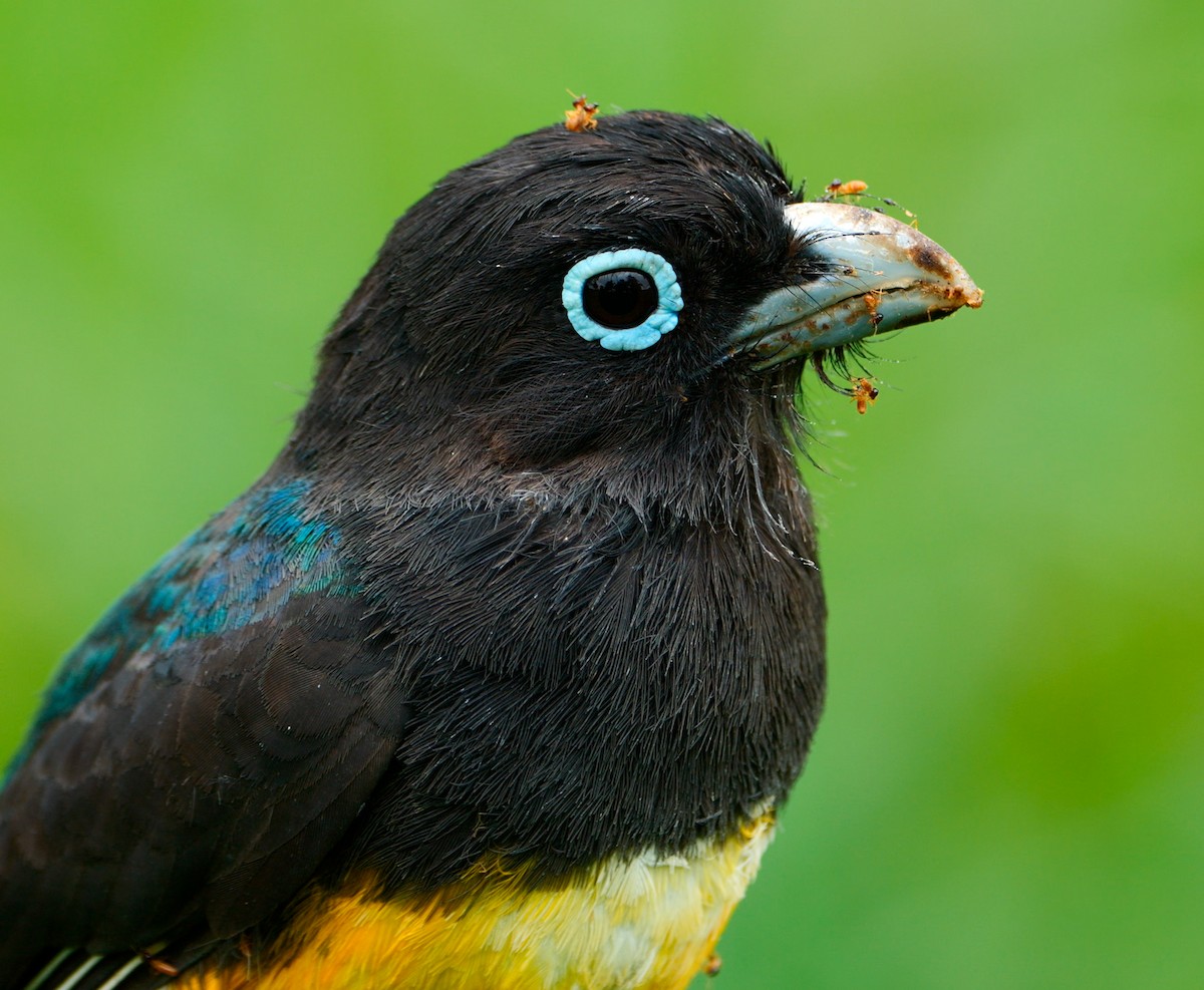 Black-headed Trogon - ML638383159
