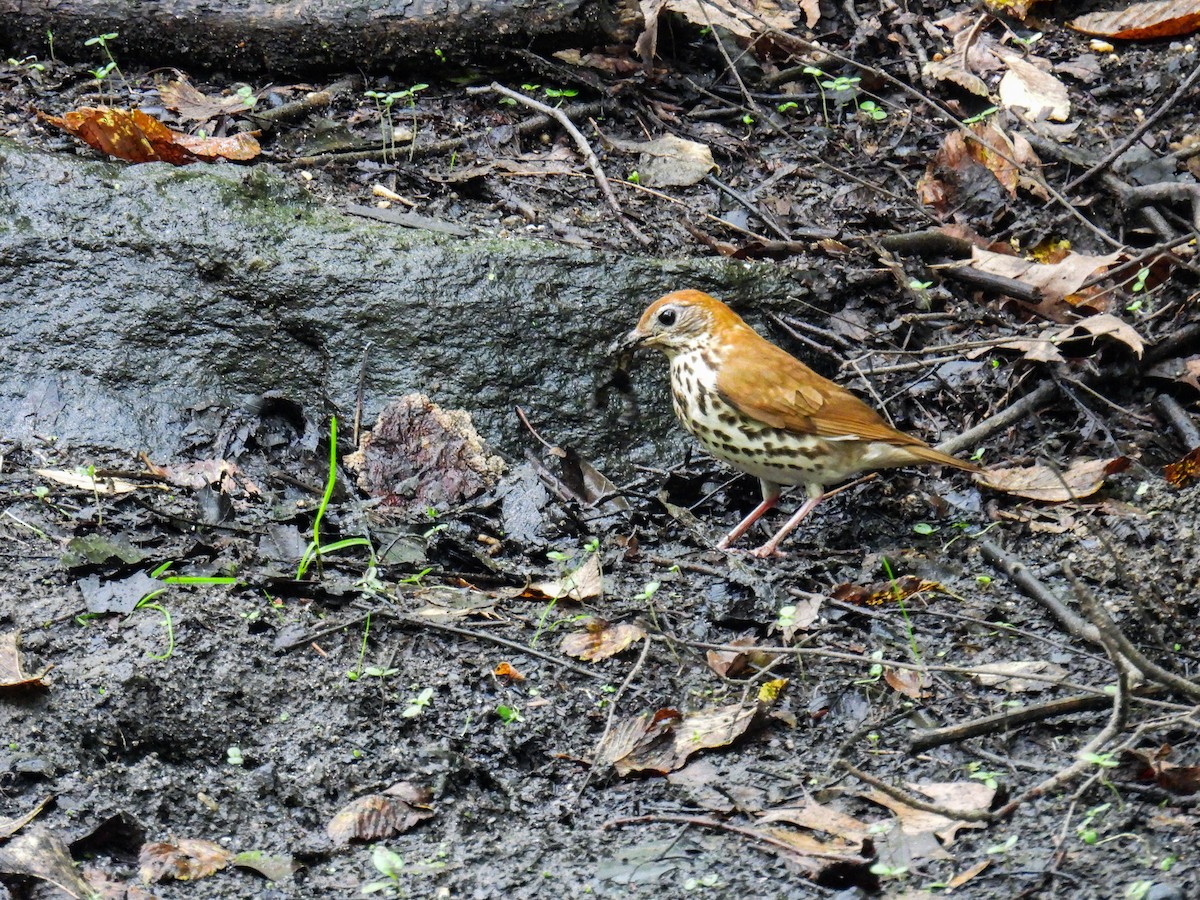 Wood Thrush - ML638383185