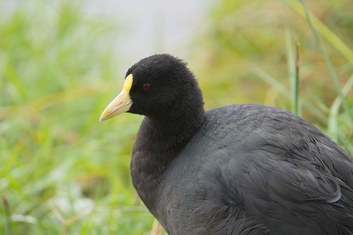 White-winged Coot - ML638383192