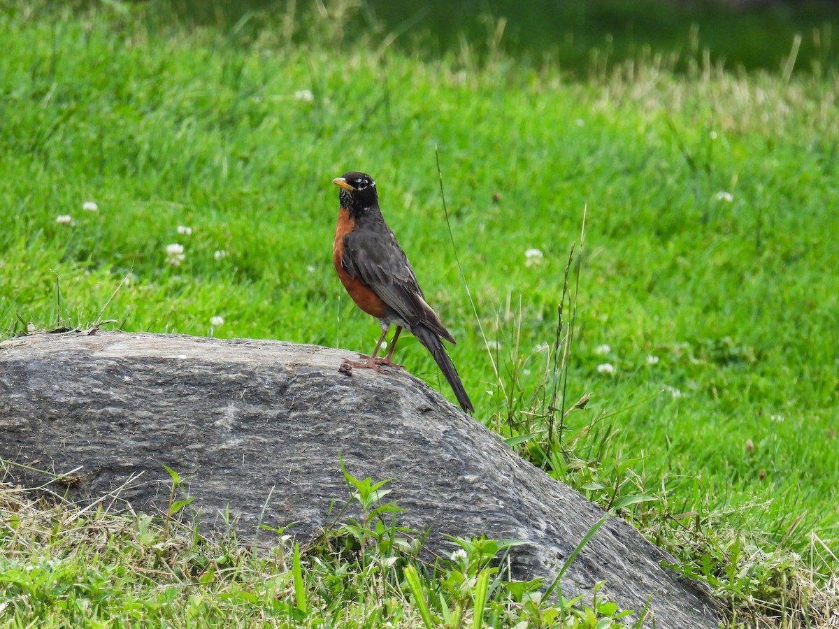American Robin - ML638383195