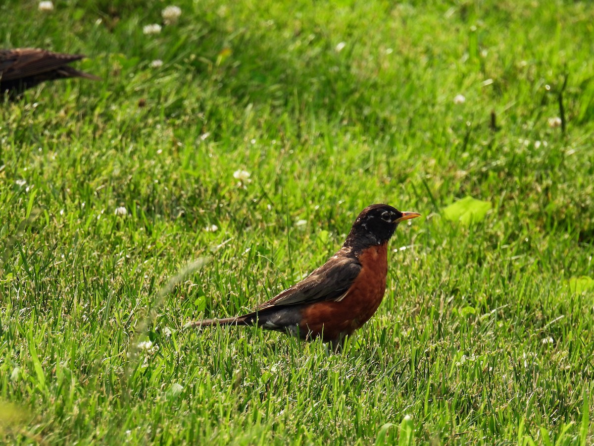 American Robin - ML638383196