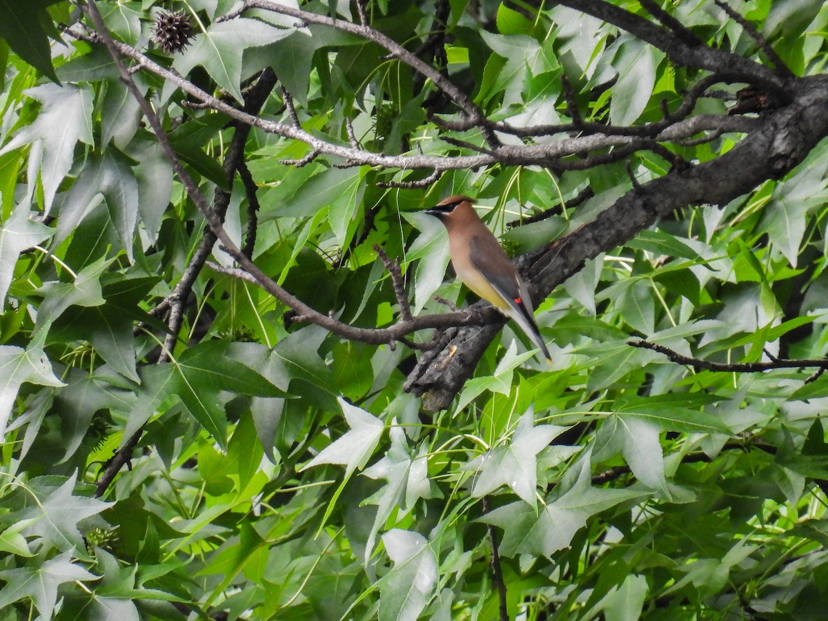 Cedar Waxwing - ML638383205