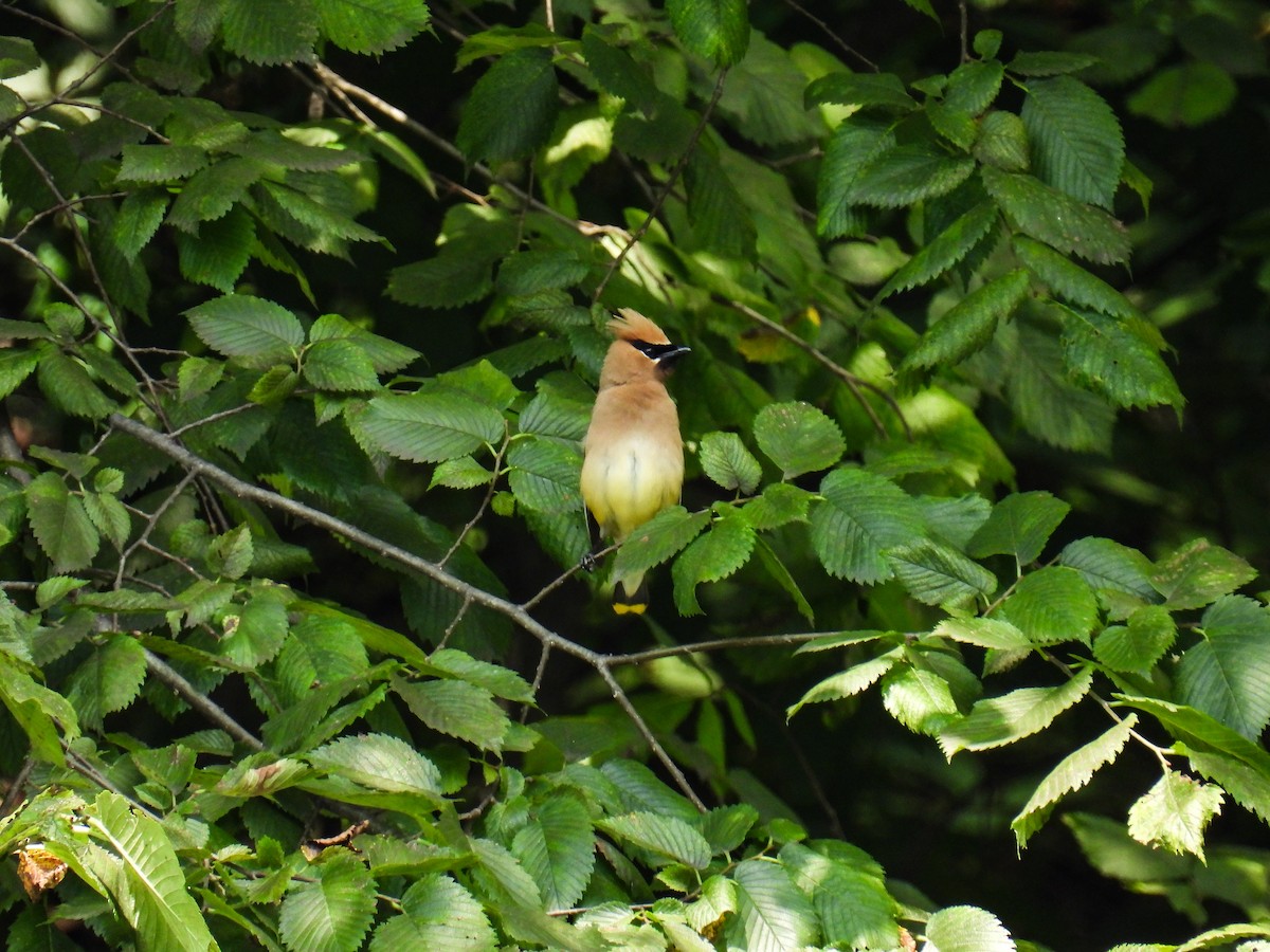 Cedar Waxwing - ML638383206