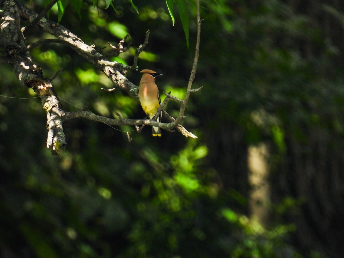 Cedar Waxwing - ML638383207