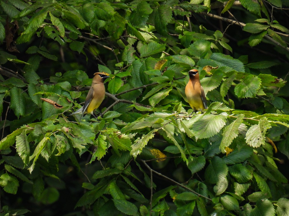 Cedar Waxwing - ML638383208