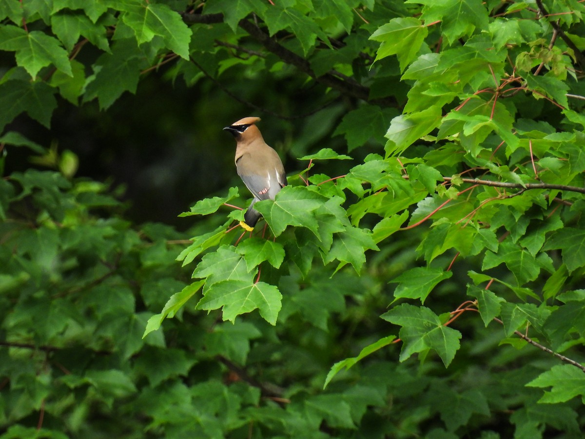 Cedar Waxwing - ML638383209