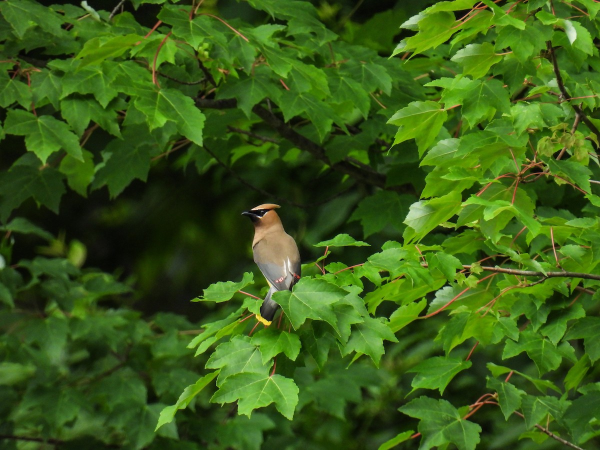 Cedar Waxwing - ML638383210