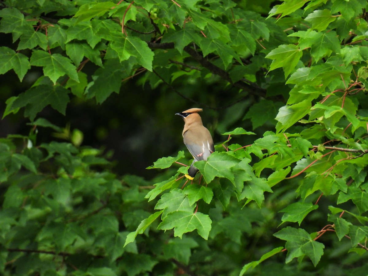 Cedar Waxwing - ML638383211