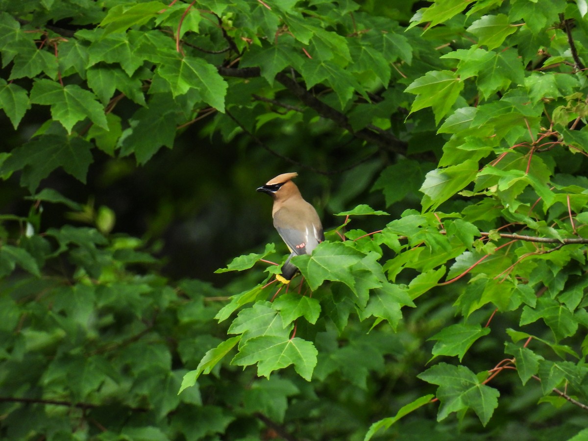 Cedar Waxwing - ML638383212