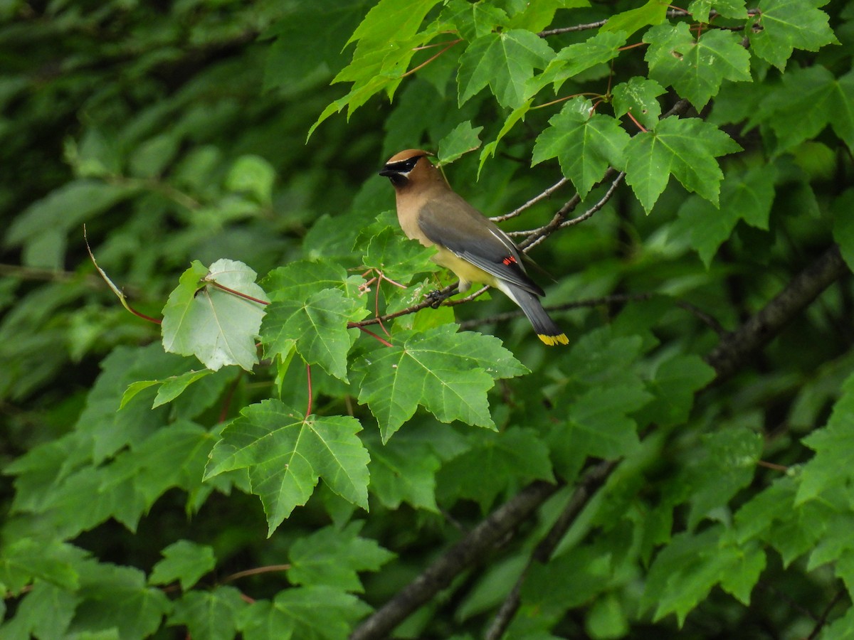 Cedar Waxwing - ML638383213