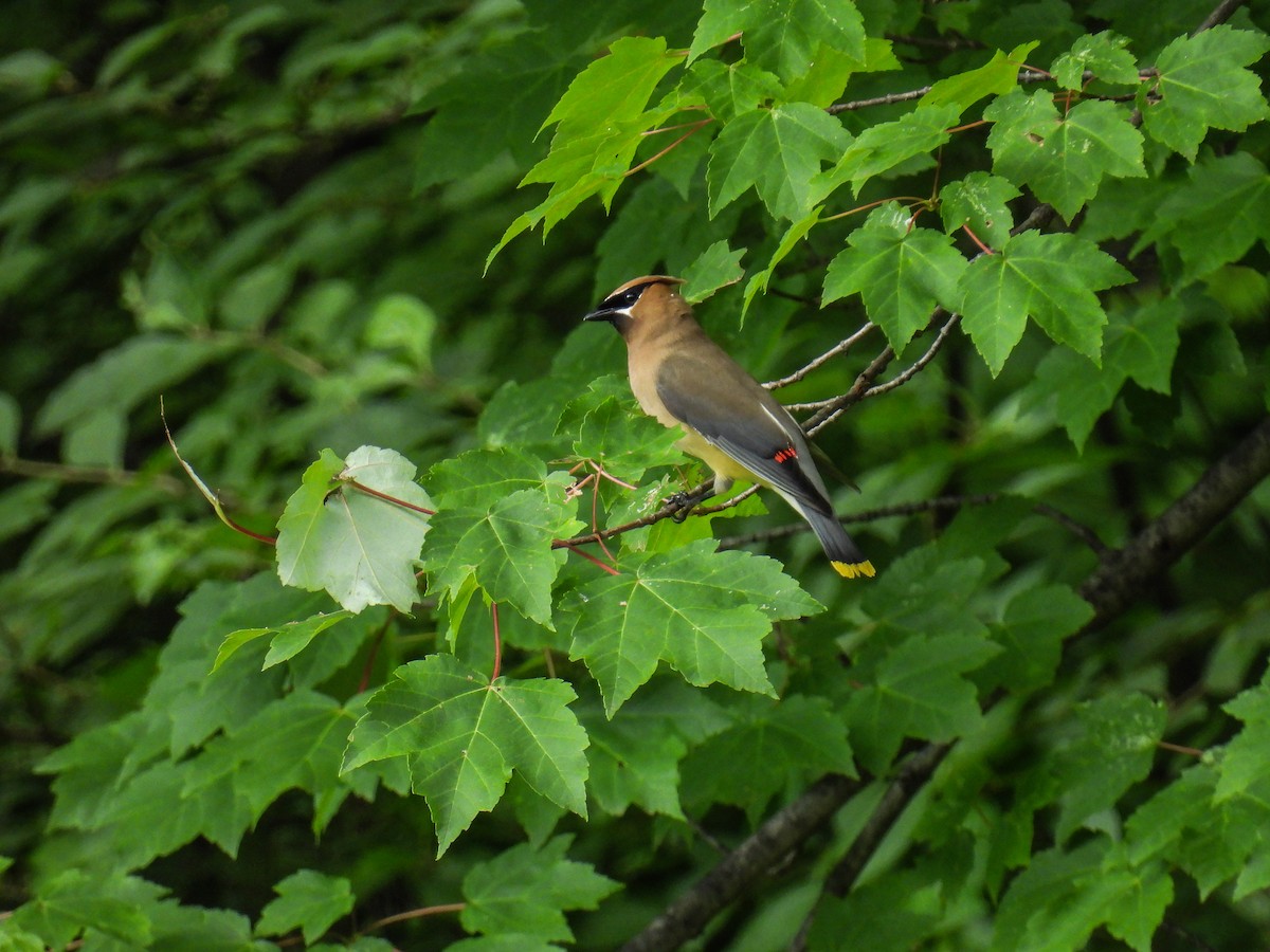 Cedar Waxwing - ML638383214