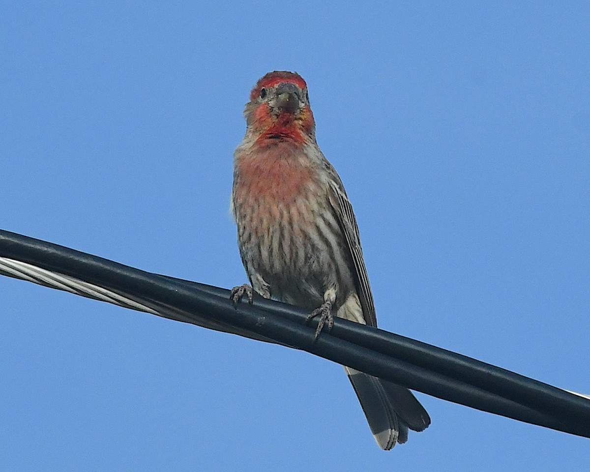 House Finch - ML638383217