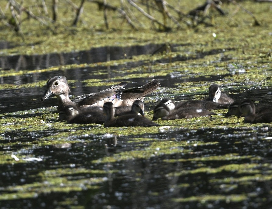 Canard branchu - ML638383223